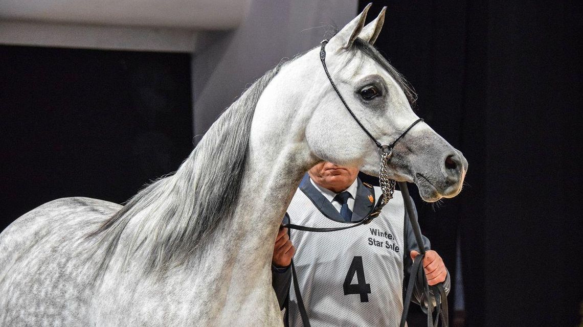 Zimowa aukcja na Służewcu. Minister: "Nie było żadnej zapaści hodowli koni w Polsce"