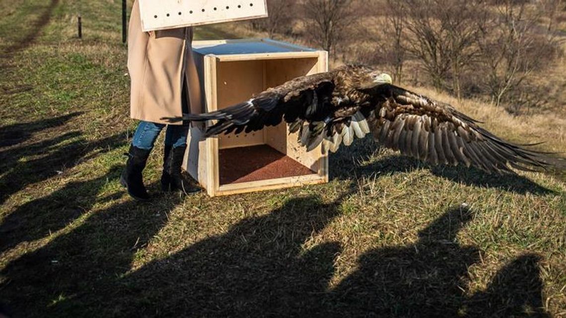 Zjadła zatrute mięso, ktoś do niej strzelał. Szczęśliwe zakończenie walki o życie samicy bielika