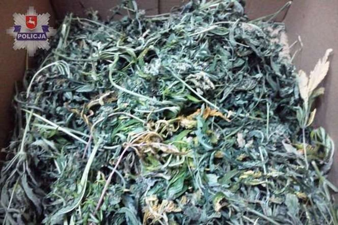 Złapali go z narkotykami. W domu uprawiał konopie indyjskie