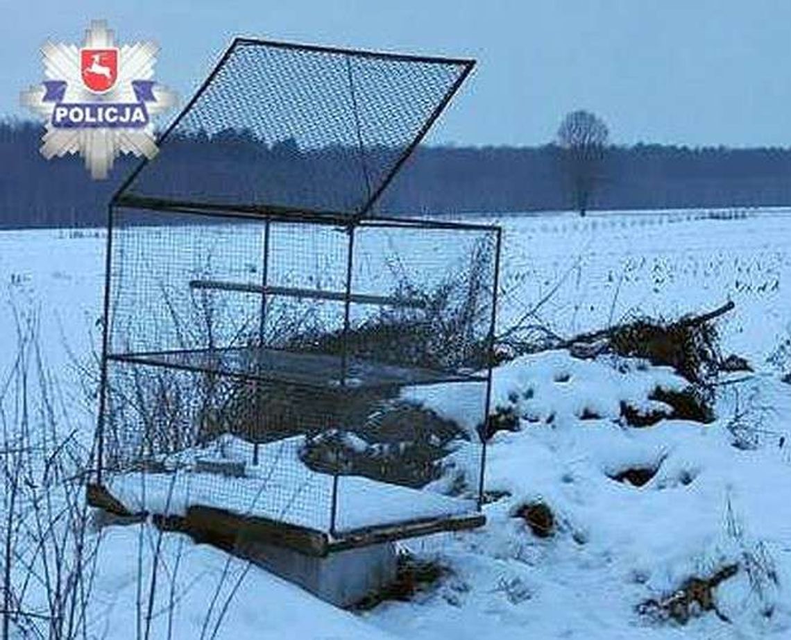 Złapali w klatkę jastrzębia i zabili. Chodziło o gołębie
