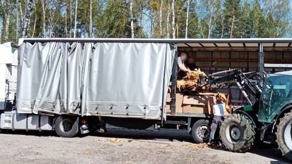 Zlikwidowali fabrykę papierosów. Tony tytoniu musieli pakować ładowarką [wideo]