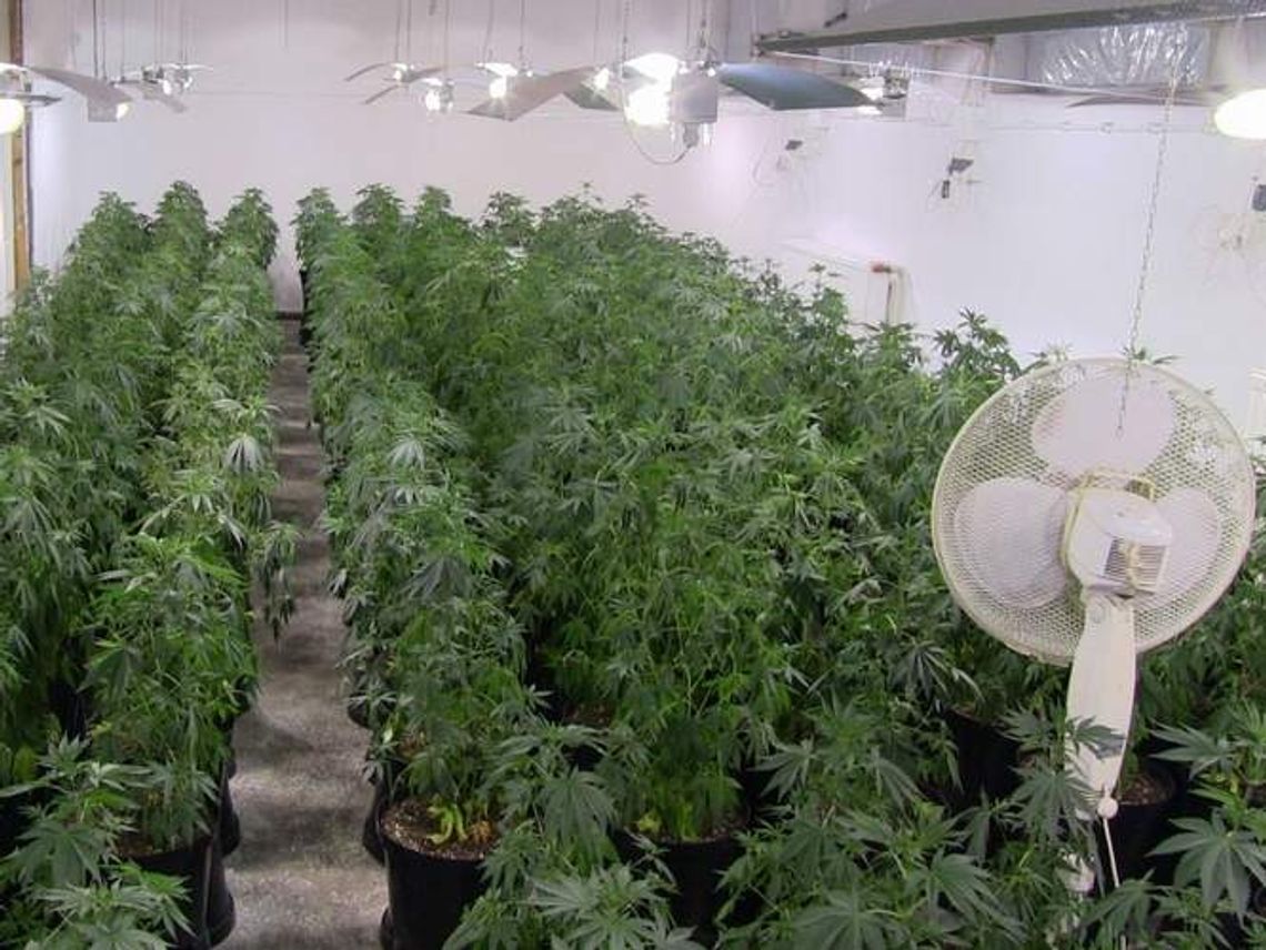 Zlikwidowano dużą plantację marihuany (wideo)