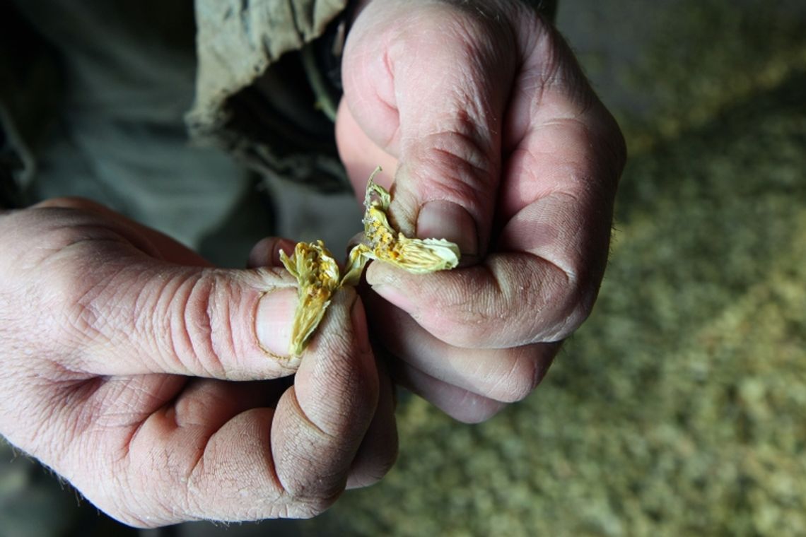 Zlikwidują Puławski Chmiel. Browary wolą ekstrakt z Niemiec