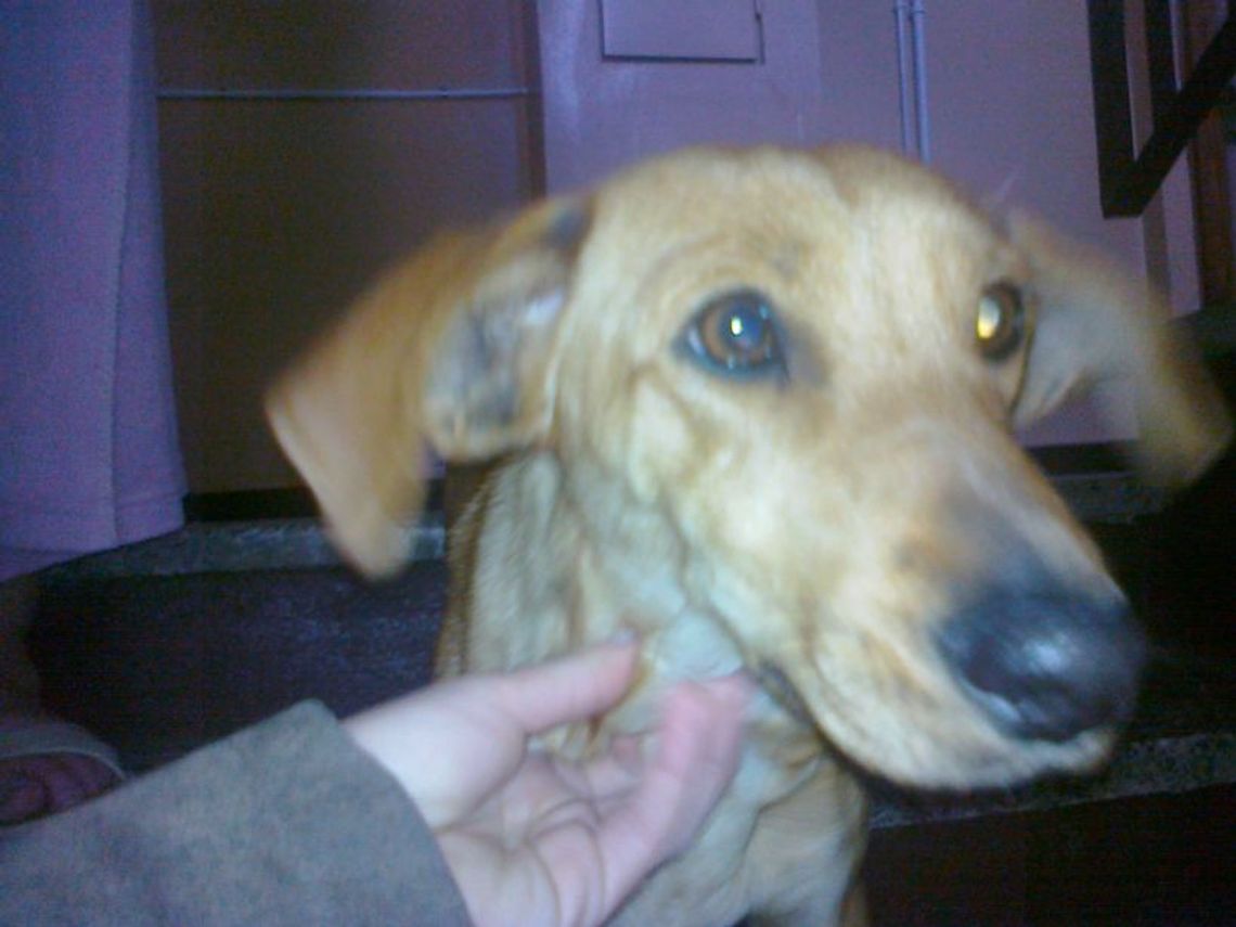 Zlitowała się nad psem i teraz ma kłopot, czworonożny