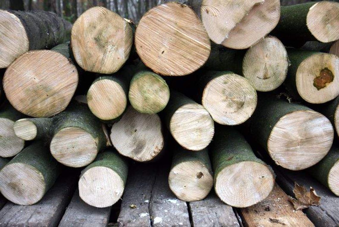 Złodziei drewna zdradza DNA. Nowoczesne technologie Straży Leśnej