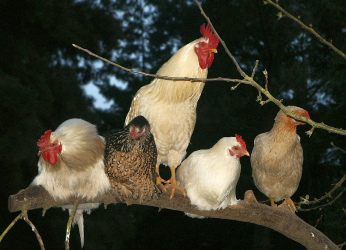 Złodziej przyszedł po 10 kur i kaczora