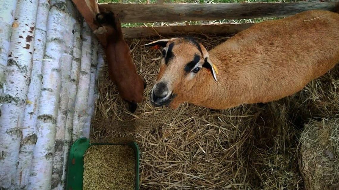 Złodziej w bożonarodzeniowej szopce. Uprowadził... żywego baranka