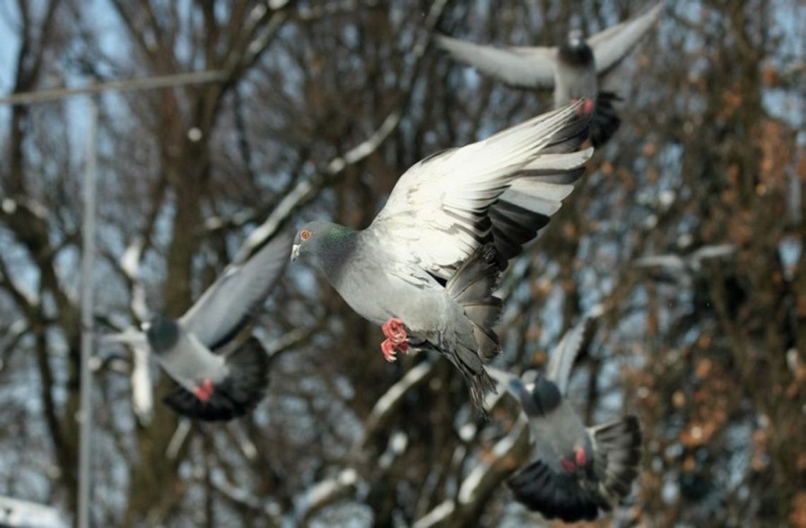 Złodziej zmasakrował 20 gołębi