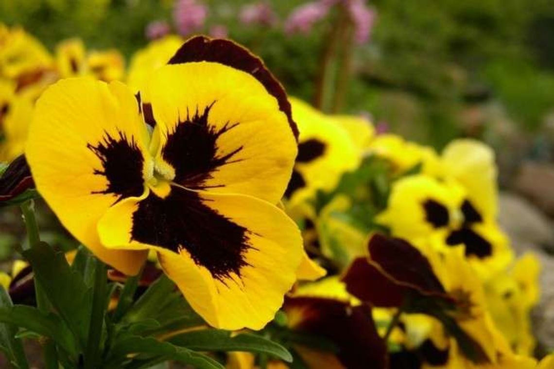 Złodzieje miejskich kwiatów. Urząd oferuje 500 zł nagrody Złodzieje miejskich kwiatów. Urząd oferuje 500 zł nagrody