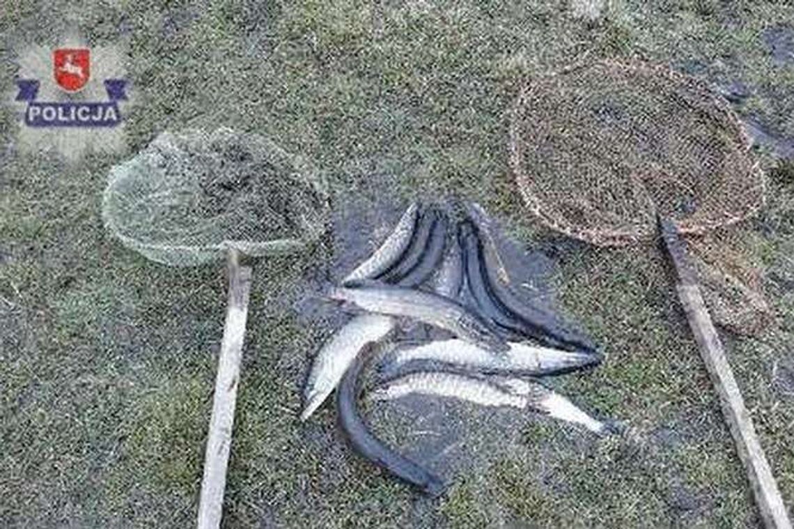 Złowili 14 szczupaków, ale długo się nimi nie cieszyli Złowili 14 szczupaków, ale długo się nimi nie cieszyli