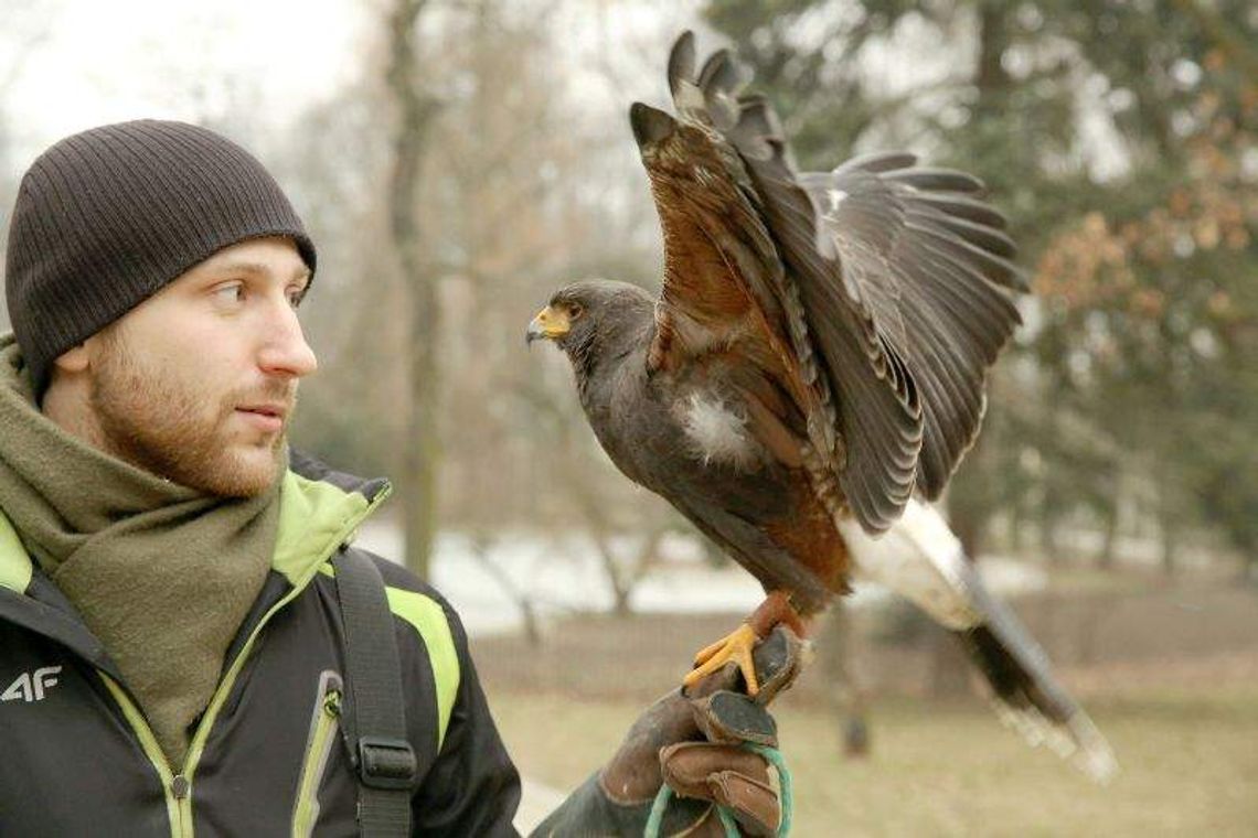 Złowiony przez sokoła gawron to \"wypadek przy pracy\" Złowiony przez sokoła gawron to \"wypadek przy pracy\"