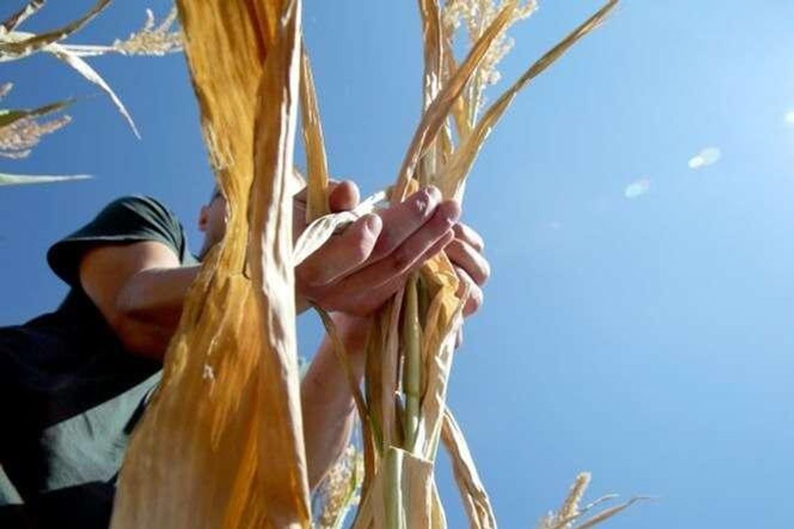 Złóż wniosek suszowy. Co jest potrzebne?