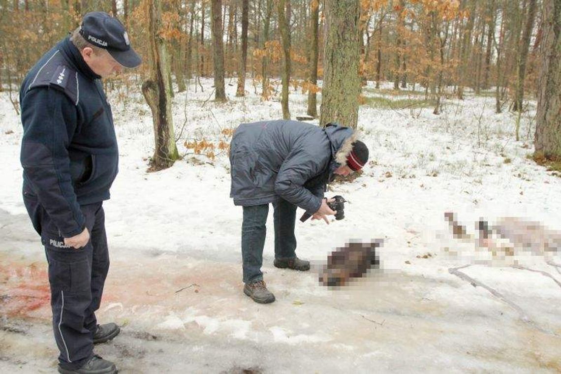 Zmasakrowane zwłoki konia w lesie koło Chodla (wideo)