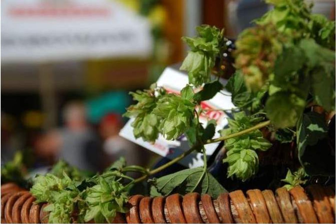 Zmiana na Chmielakach, koncerty gratis