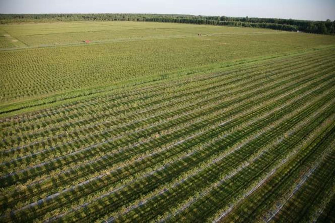 Znad Tanwi do Kuala Lumpur. Borówki na plantacji są zbierane ręcznie Znad Tanwi do Kuala Lumpur. Borówki na plantacji są zbierane ręcznie