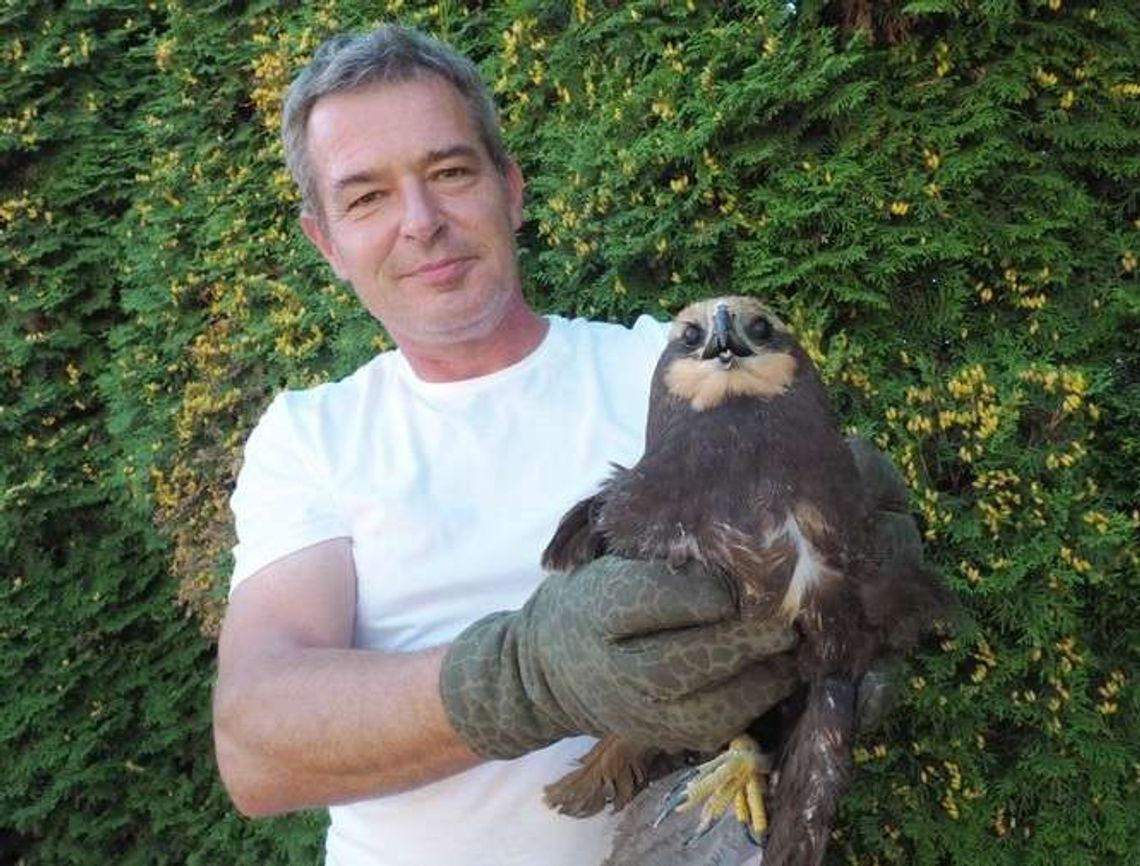 Znalazła w polu rzadkiego drapieżnika. Ptak był ranny. Czy zdąży odlecieć na zimę?