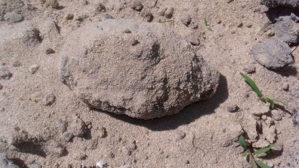 Znaleziono niewybuch z czasów II wojny światowej. Zajęli się nim saperzy Znaleziono niewybuch z czasów II wojny światowej. Zajęli się nim saperzy