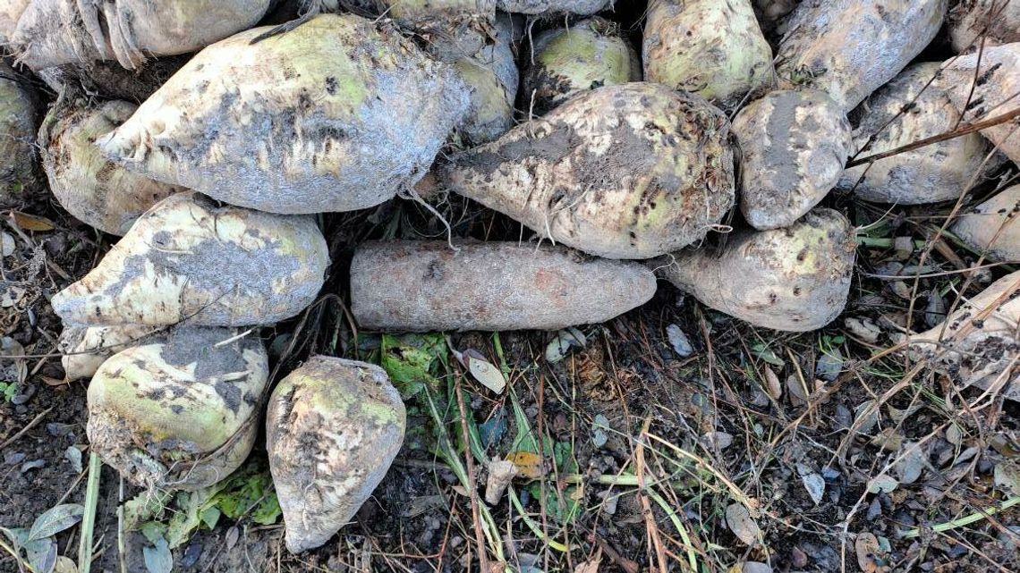 Znalezisko podczas wykopków. Pocisk artyleryjski w pryzmie buraków