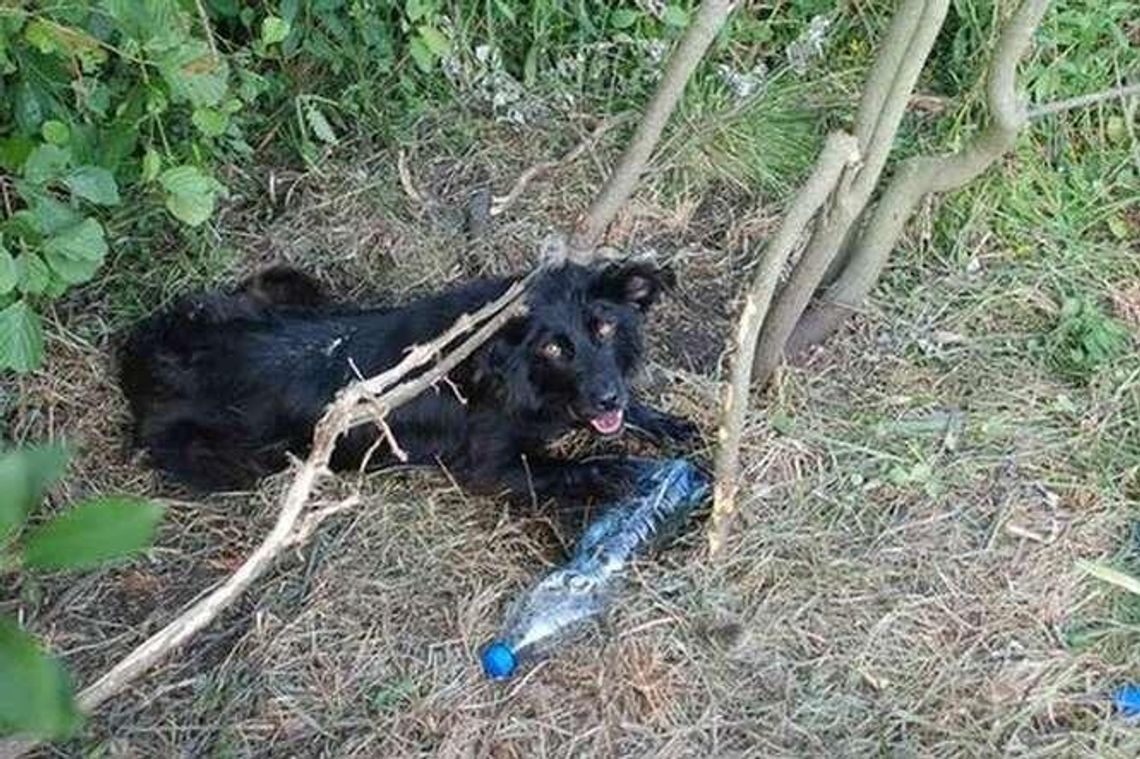 Znaleźli mężczyznę, który przywiązał psa do gałęzi i zostawił. Zwierzę było wyczerpane
