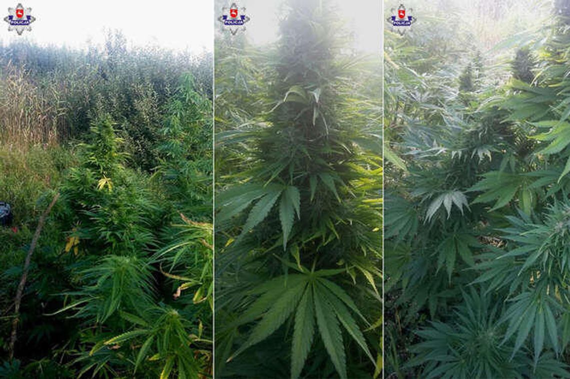 Znaleźli plantację marihuany w środku Poleskiego Parku Narodowego Znaleźli plantację marihuany w środku Poleskiego Parku Narodowego