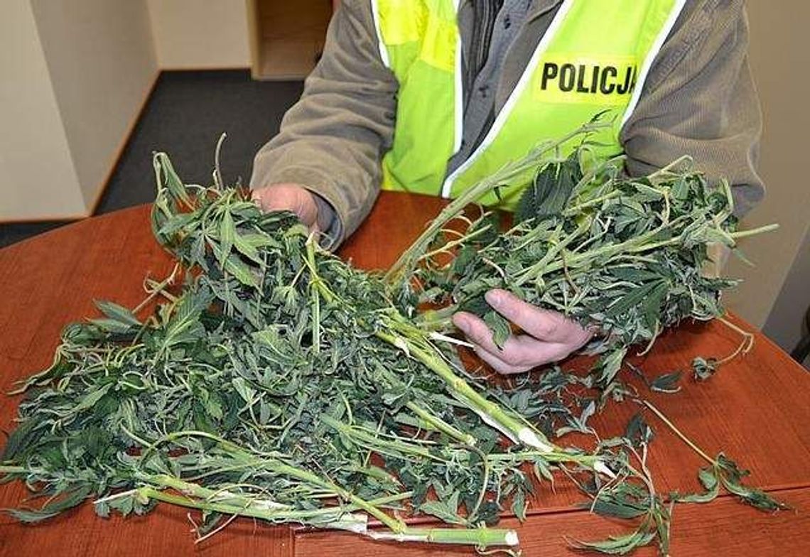 Zniszczyli mu plantację marihuany, więc... zgłosił kradzież