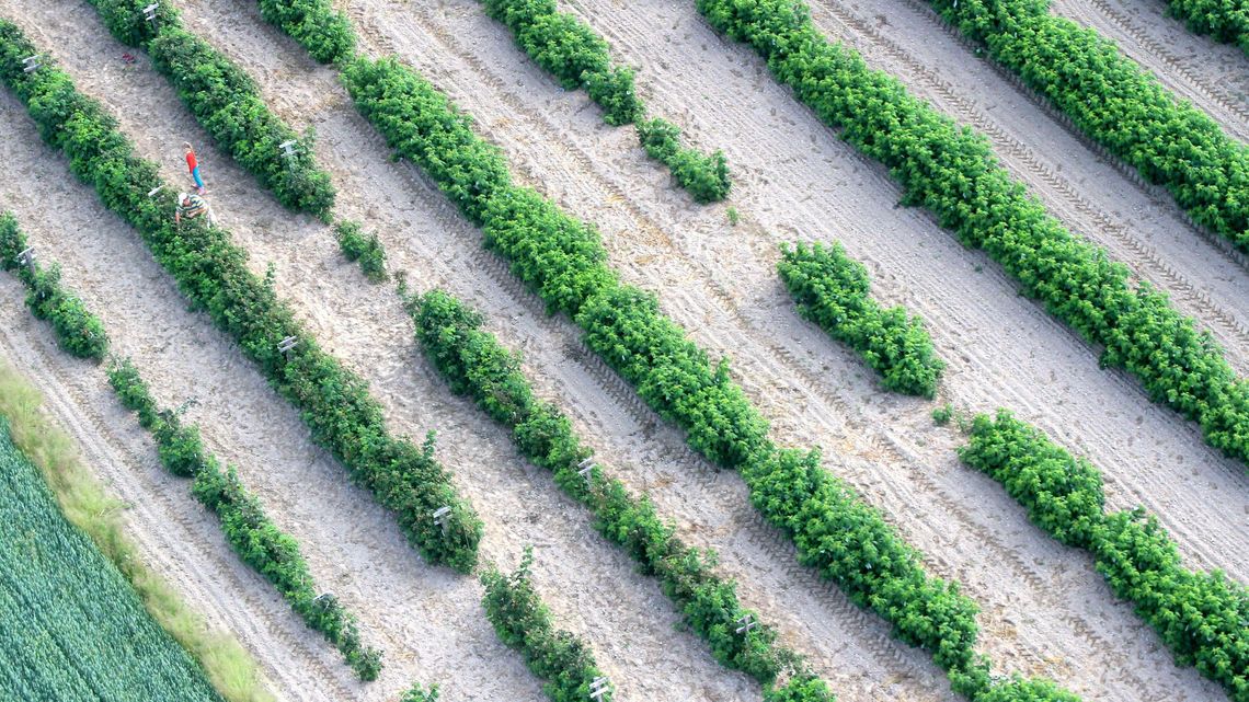 Żniwa będą wcześniej, ale zboża będzie mniej. Owoców też. Wszystko przez suszę Żniwa będą wcześniej, ale zboża będzie mniej. Owoców też. Wszystko przez suszę