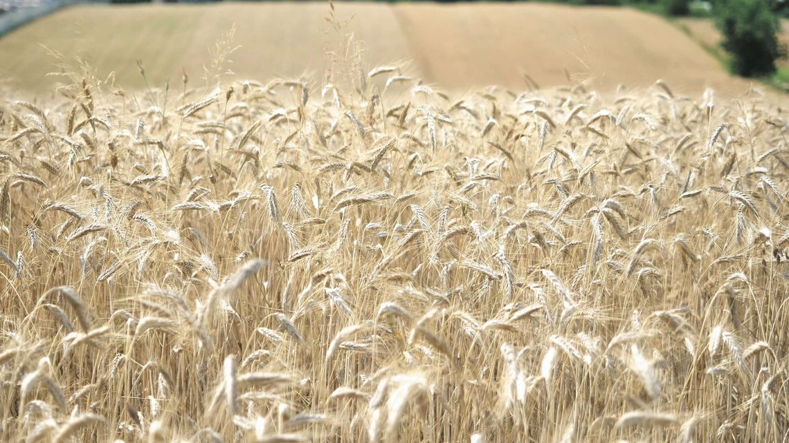 Żniwa będą wcześniej? Susza dotyka coraz więcej upraw