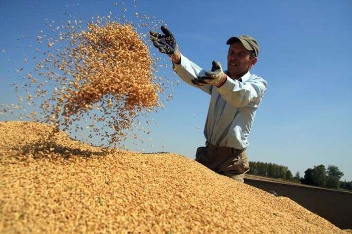 Żniwa w Lubelskiem na półmetku. Rolnicy mają powody do zadowolenia (zdjęcia) Żniwa w Lubelskiem na półmetku. Rolnicy mają powody do zadowolenia (zdjęcia)