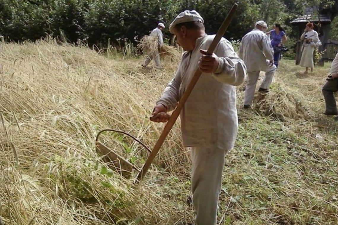 Żniwa w lubelskim skansenie (zdjęcia) Żniwa w lubelskim skansenie (zdjęcia)
