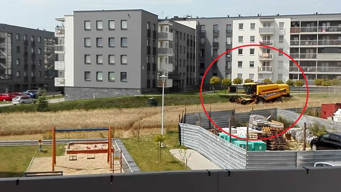Żniwa w Lublinie. Niecodzienny widok na jednym z osiedli [wideo]