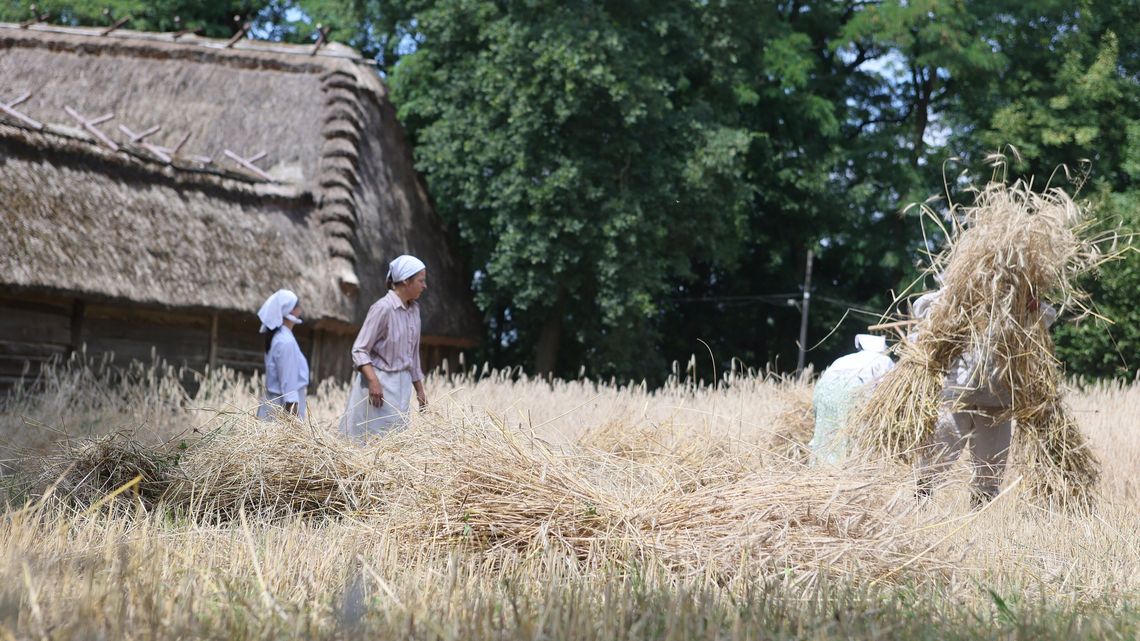 Żniwowanie w lubelskim skansenie
