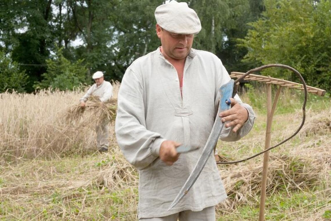 Żniwowanie w Muzeum Wsi Lubelskiej