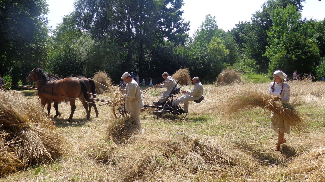 Żniwowanie w Skansenie