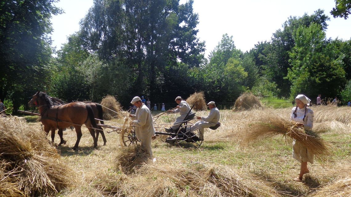 Żniwowanie w Skansenie