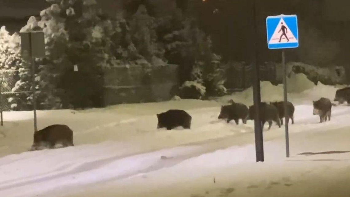 Znowu spotkanie z dzikami w Lublinie. „Jakby były u siebie”