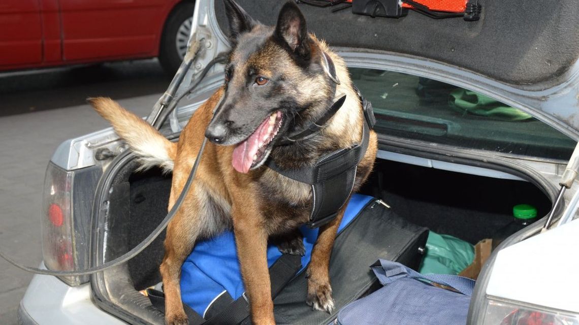 Zobacz gdzie przemytnicy chowają narkotyki. Z psim nosem ciężko wygrać Zobacz gdzie przemytnicy chowają narkotyki. Z psim nosem ciężko wygrać