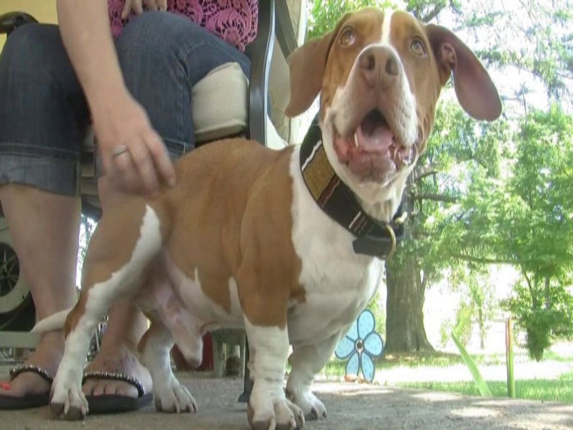 Zobacz najbrzydszego psa na świecie (wideo)