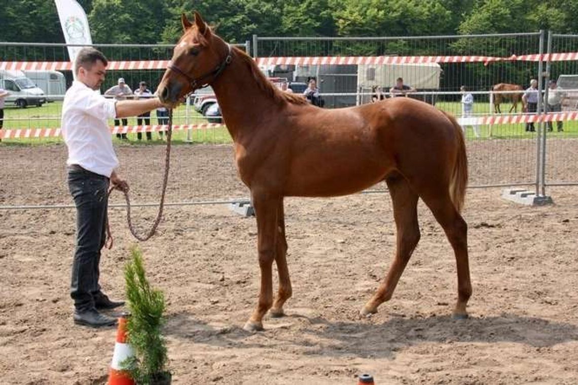 Zobacz najpiękniejsze konie małopolskie. Czempionat w Białce koło Krasnegostawu