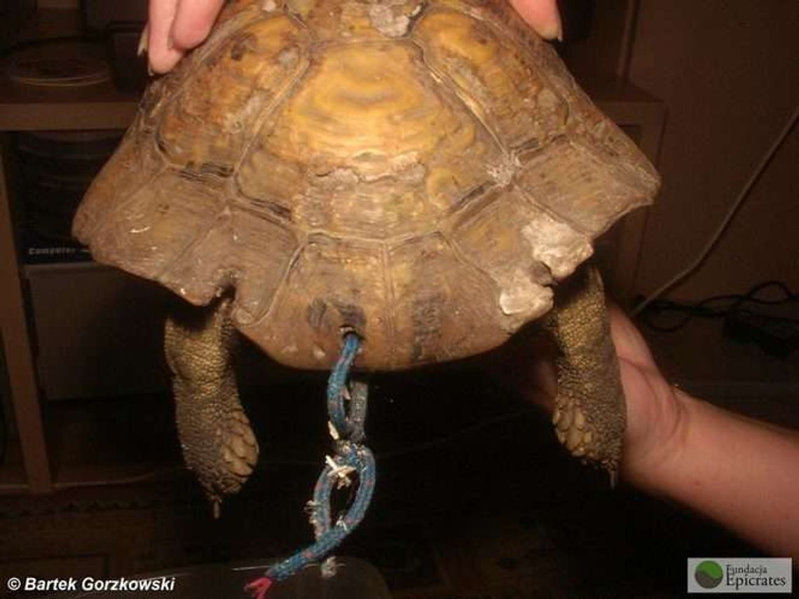 Żółw trzymany na smyczy, legwan hodowany na parapecie. Tak ludzie traktują zwierzęta