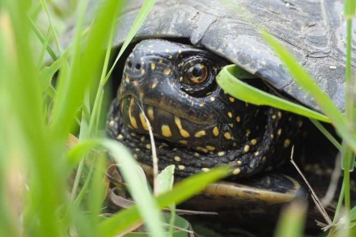 Żółwie pod specjalnym nadzorem. W Poleskim Parku Narodowym to wyjątkowy czas