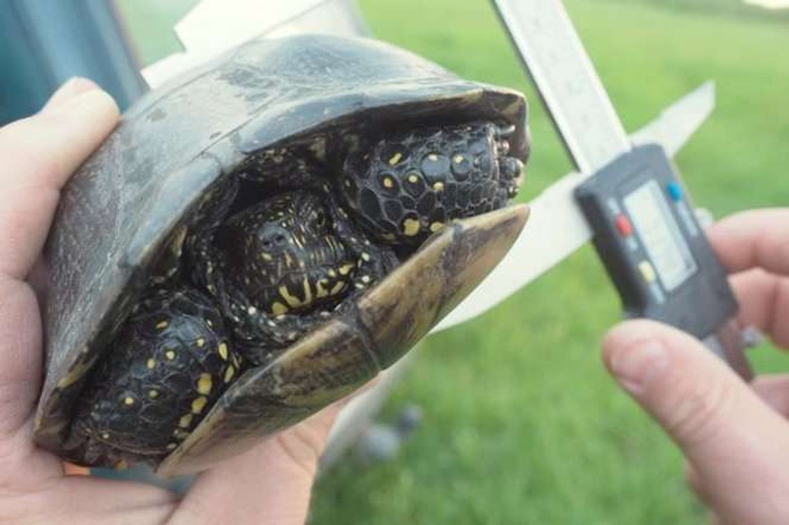 Żółwie w Poleskim Parku Narodowym pod specjalną ochroną
