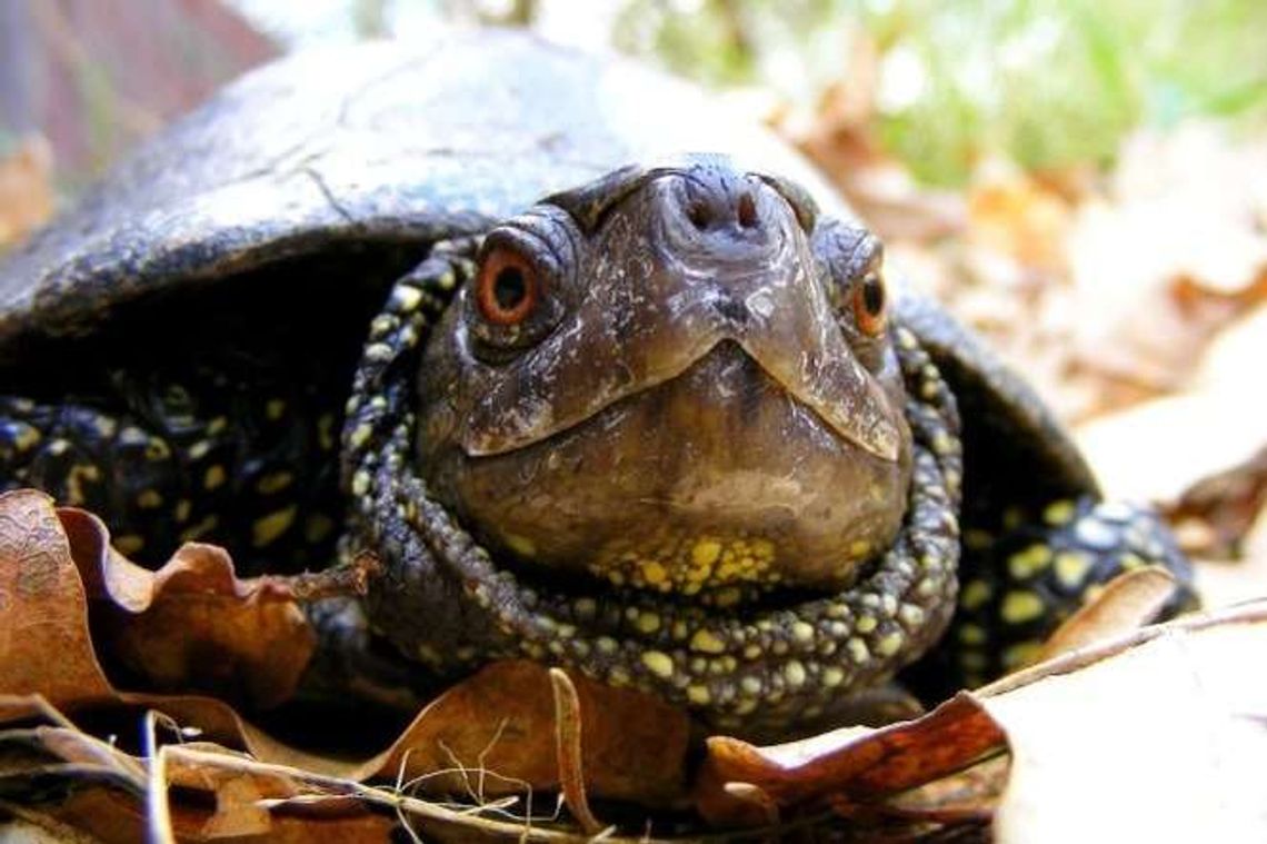 Żółwie zapomniały pójść spać. W parku pachnie wiosną