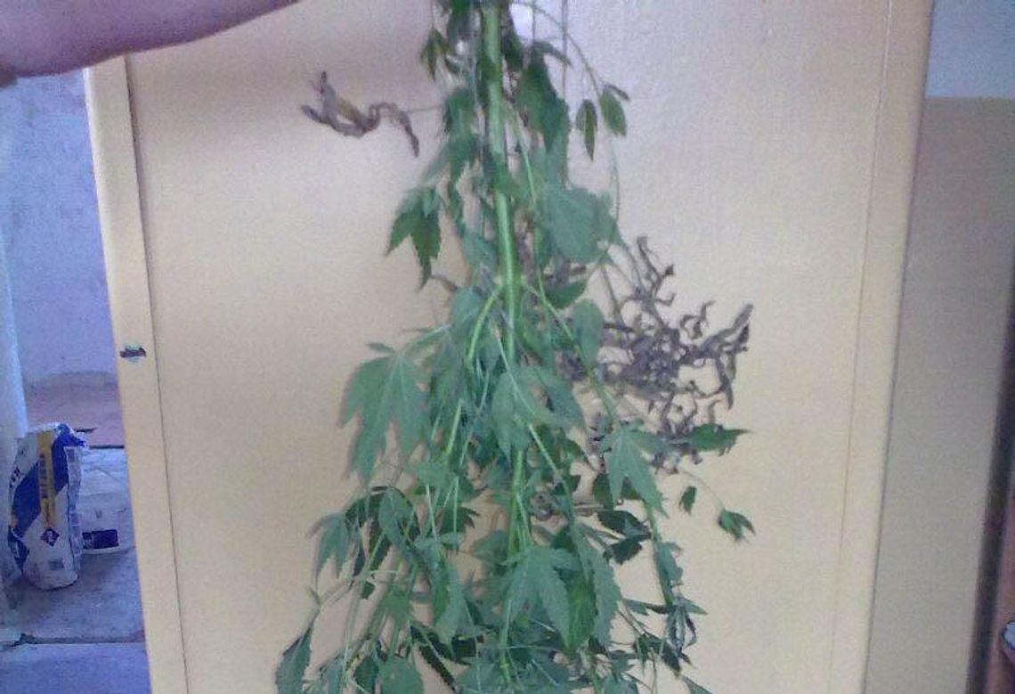 Żona doniosła na męża: On uprawia konopie