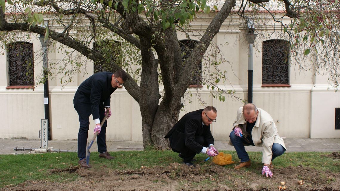 Żonkile przypomną o dzieciach Holokaustu Żonkile przypomną o dzieciach Holokaustu