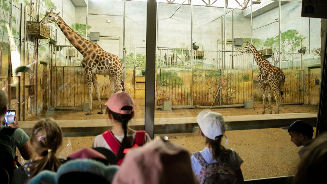 ZOO gotowe na tłumy gości: dodatkowa kasa, więcej miejsc na parkingach