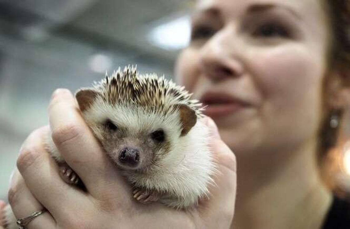 Zoo Park w Targach Lublin: Lubelska Wystawa Zoologiczna Zoo Park w Targach Lublin: Lubelska Wystawa Zoologiczna
