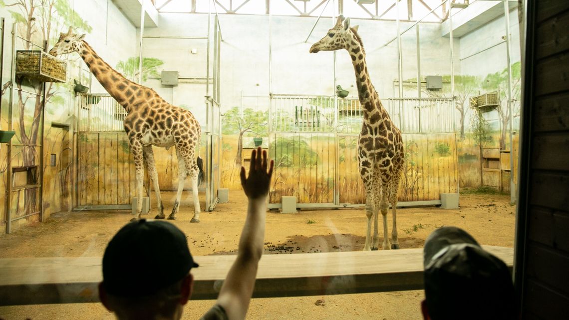 ZOO w liczbach. Tego nie wiedzieliście o Ogrodzie Zoologicznym w Zamościu ZOO w liczbach. Tego nie wiedzieliście o Ogrodzie Zoologicznym w Zamościu