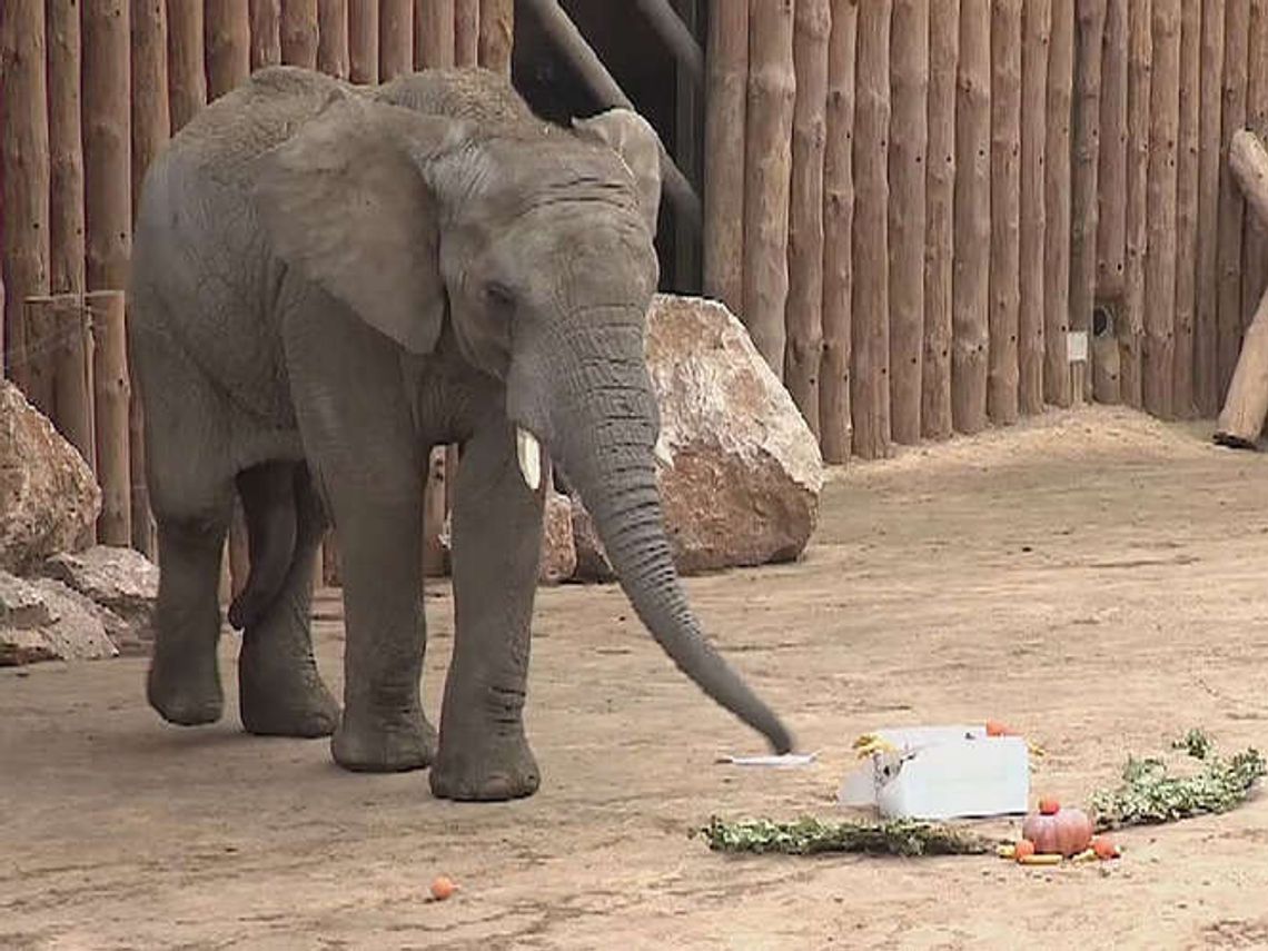 ZOO w Poznaniu: Pożegnanie słonia Yzika