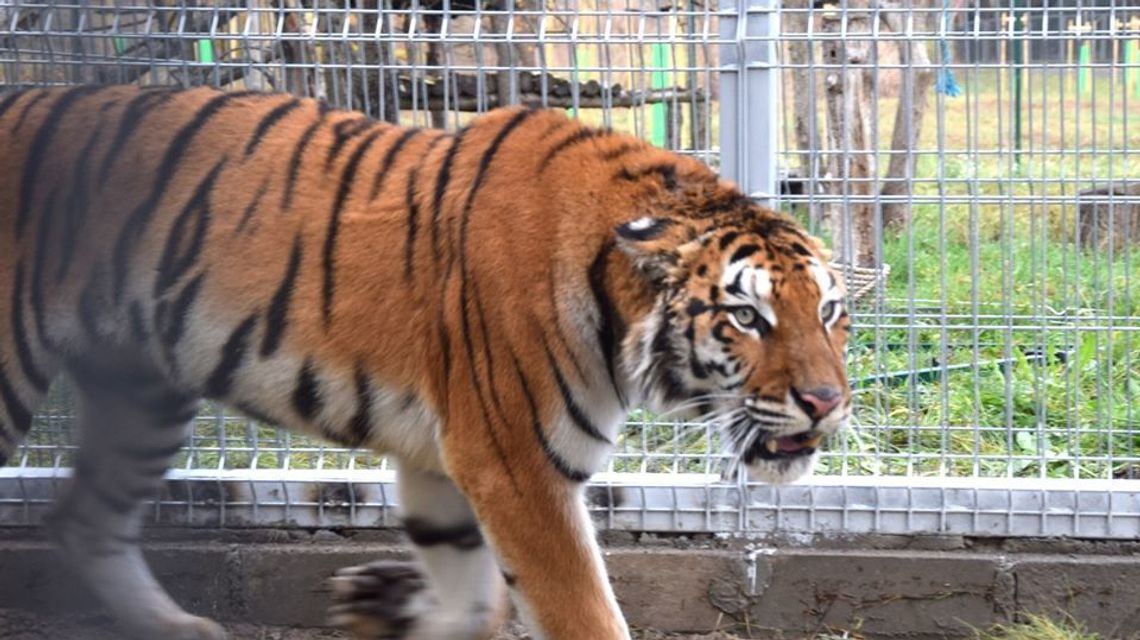 Zoo w Poznaniu zarzuca urzędnikom z Terespola utrudnianie transportu tygrysów