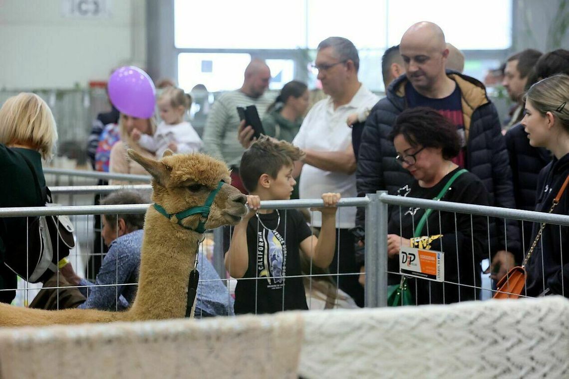 Zoo w środku miasta. Nie zabrakło "latających wiewiórek"